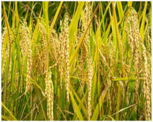 AGRICULTURE